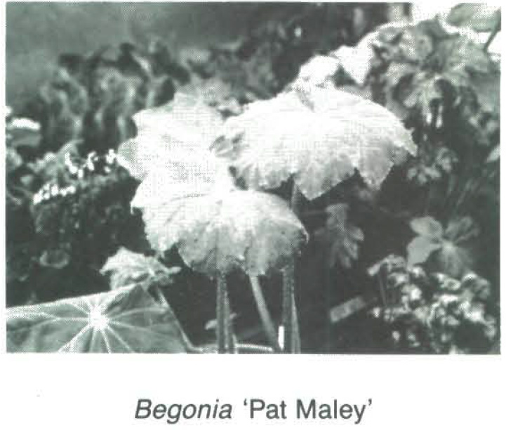 B. ‘Pat Maley’